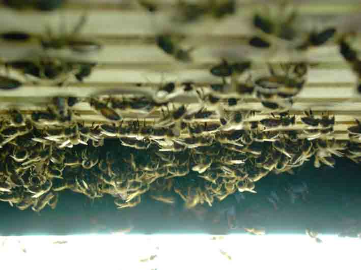 Blick von unten in einen Bienenstock