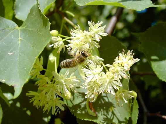 Biene auf einer Akazienblüte