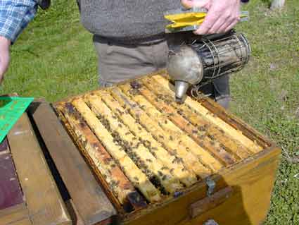 Beim Öffenen der Völker werden die Bienen mit Rauch besänftigt.